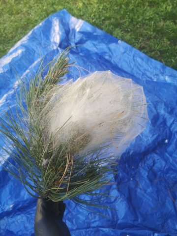 Trouver un professionnel en destruction de nids de chenilles processionnaires du pin à Villecresnes