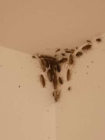 Trouver un désinsectiseur de blattes à Montreuil