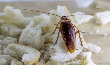Comment se débarrasser des blattes à Marne la Vallée?
