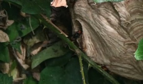 Traitement de nids de Frelons Asiatiques à Chelles!